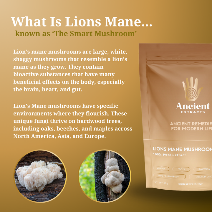 Organic Lion’s Mane Mushroom Extract Powder 30% Beta-Glucan (60g)